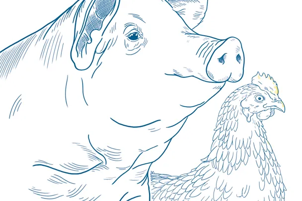 Graphische Illustration eines Schweins und einer Legehenne