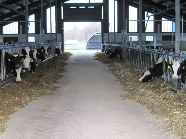 Jungvieh im Stall von Gut Hülsenberg in Wahlstedt