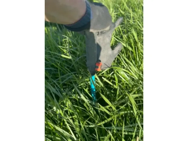 Gräser_DLG-Feldtage_vor_Schnitt_20cm_HartblättrigerRohrschwingel