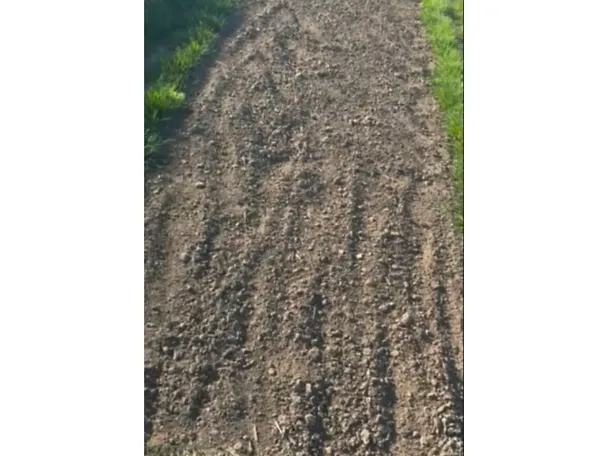Gräser_DLG-Feldtage_Fläche_für_Teff