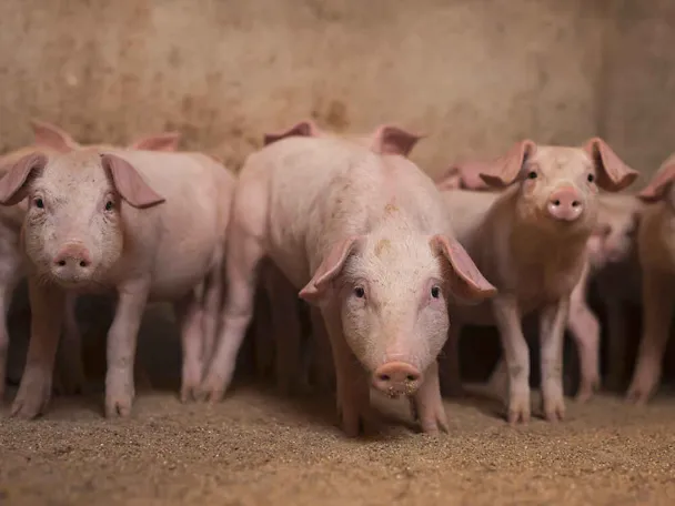 Ferkel im Aufzuchtstall