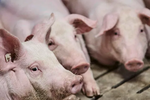 Schweine