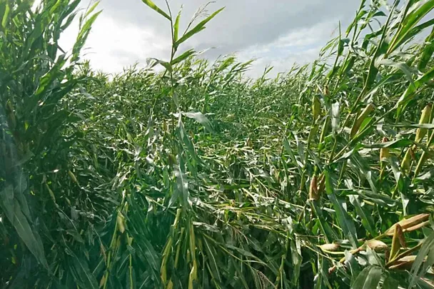 Lagerschaden im Maisbestand nach Sturm Lagerschaden im Maisbestand nach Sturm