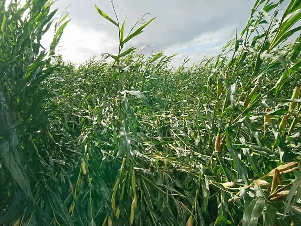 Lagerschaden im Maisbestand nach Sturm