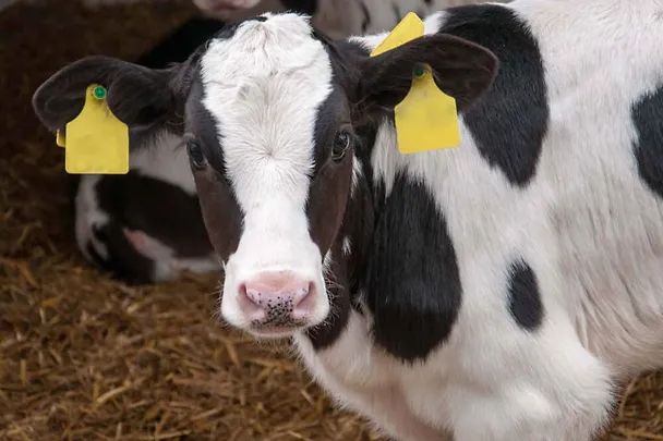 Kalb steht auf Stroh