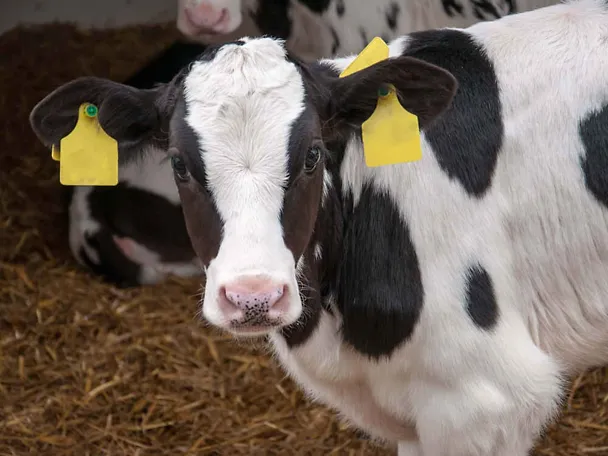Kalb steht auf Stroh