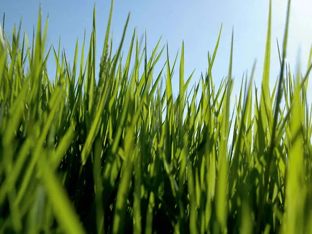 Gras