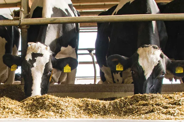 Kühe am Futtertisch