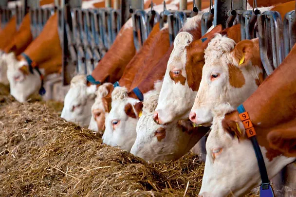 Fleckvieh am Futtertisch Fleckvieh am Futtertisch