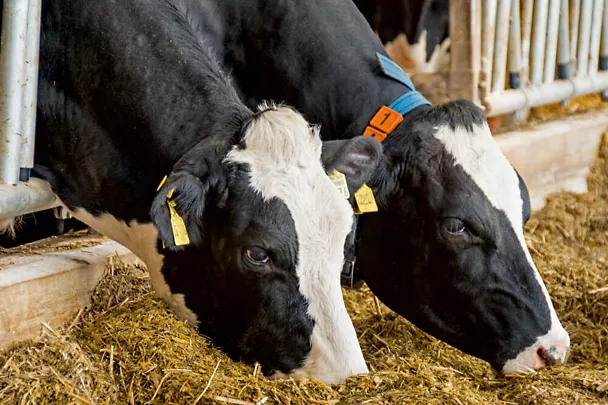 Zwei Milchkühe beim Fressen Zwei Milchkühe beim Fressen