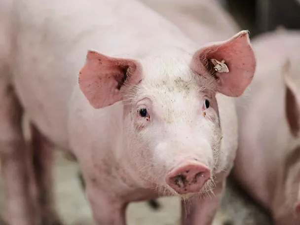 Portrait eines Schweins