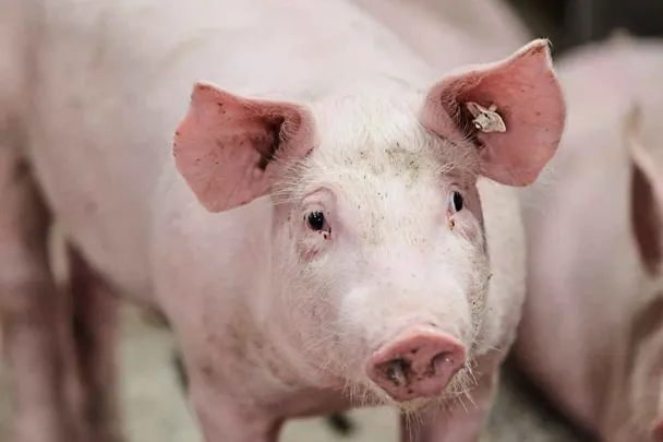 Portrait eines Schweins