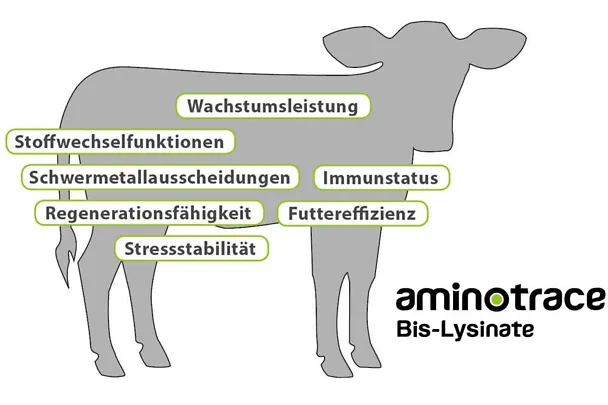 Wirkschwerpunkte von Aminotrace bei Kälbern