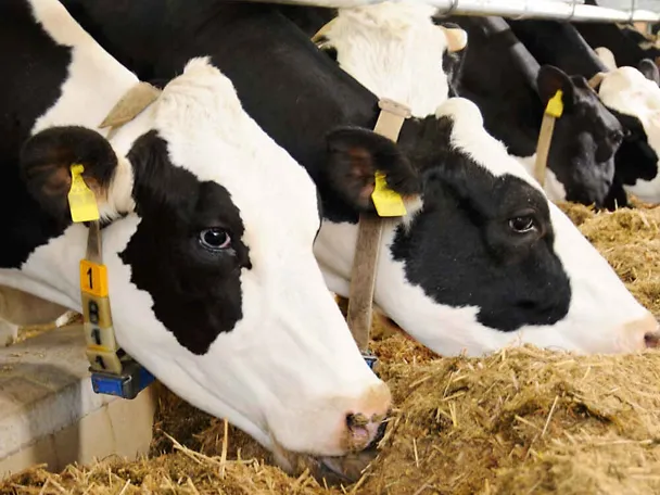 Holstein-Kühe am Futtertisch Holstein-Kühe am Futtertisch