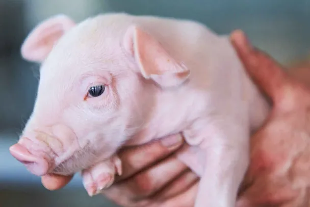 Ferkel in einer menschlichen Hand Ferkel in einer menschlichen Hand
