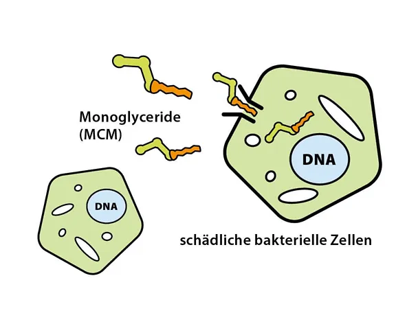 Monoglyceride Monoglyceride