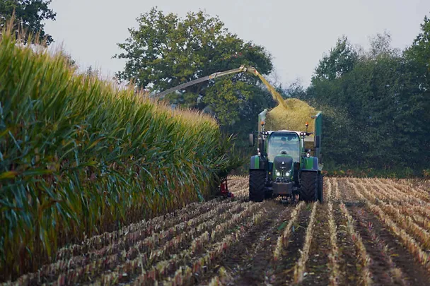 Maissilage wird gehäckselt
