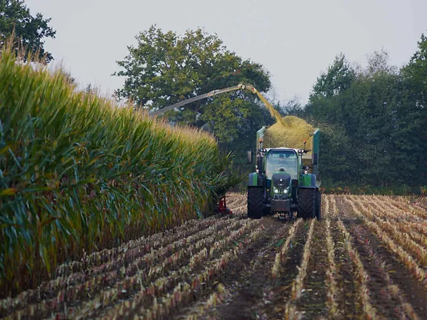 Maissilage wird gehäckselt