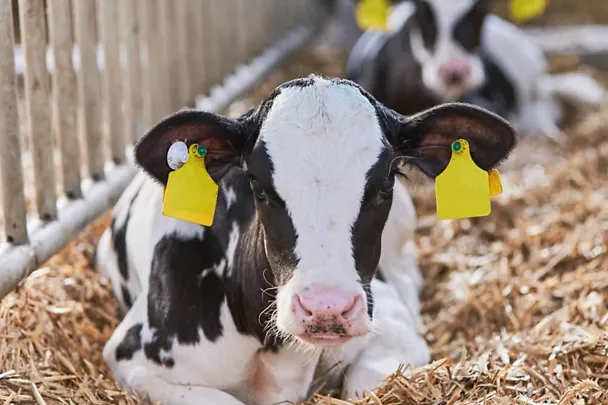 Zwei Kälber liegen im Stroh