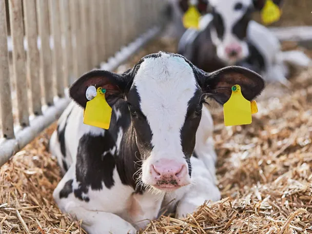Zwei Kälber liegen im Stroh Zwei Kälber liegen im Stroh