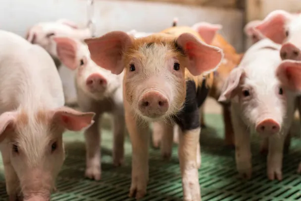 Junge Ferkel im Stall