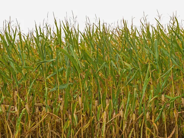 Trockengeschädigter Maisbestand