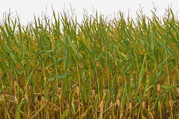 Trockengeschädigte Maispflanzen