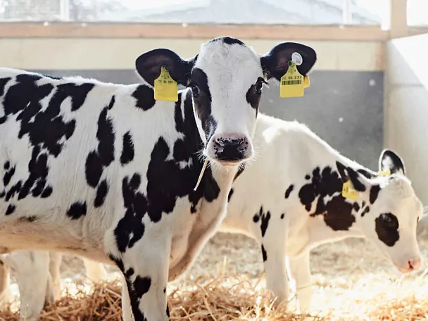 Zwei Kälber im Kälberstall