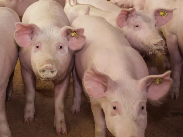 Schweine mit Futter am Maul