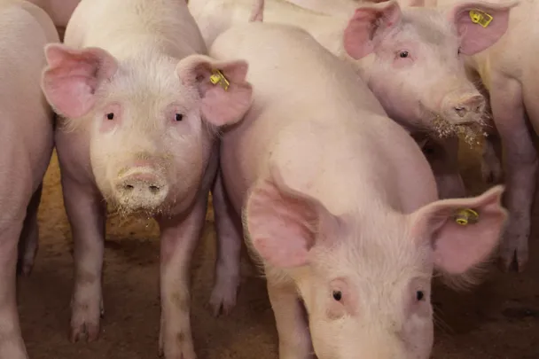 Schweine fressen Schweinefutter