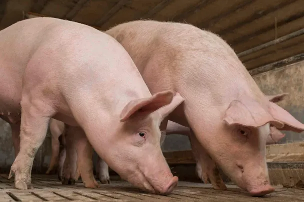 Zwei Mastschweine