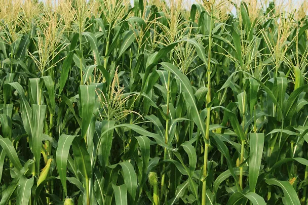 Maispflanzen auf dem Feld