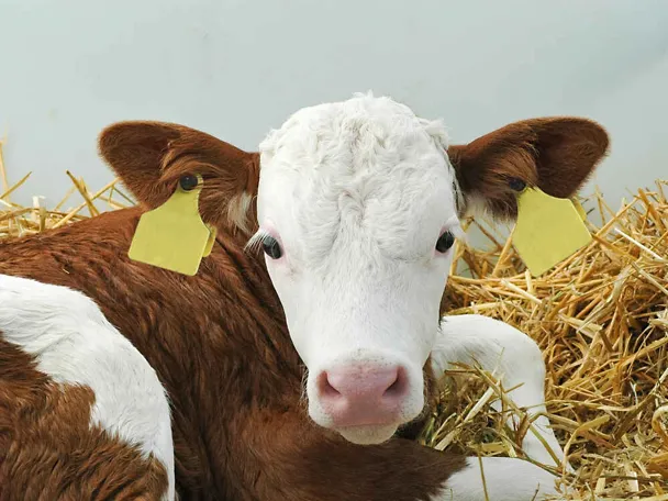 Kalb liegt im Stroh