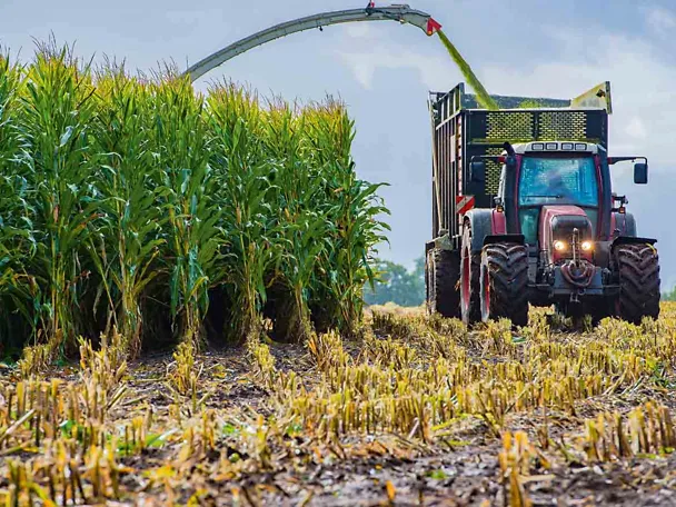 Ernte von Maissilage mit Traktor