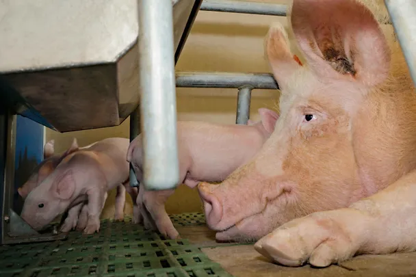 Saugferkel mit Sau