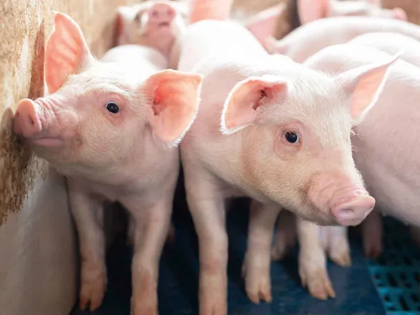 Absetzferkel