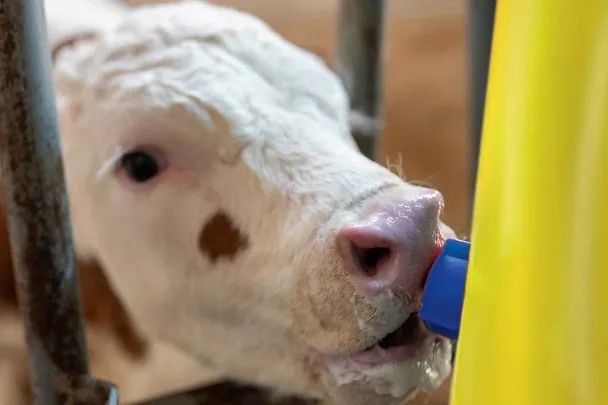 Kalb an einem Nuckeleimer trinkt Milch Kalb an einem Nuckeleimer trinkt Milch