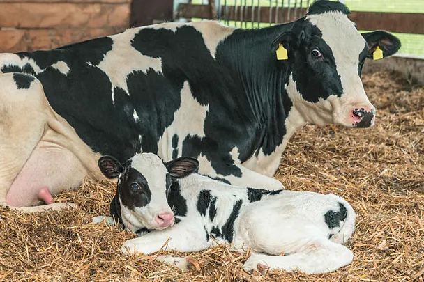 Holstein-Frisian-Kuh mit neu geborenem Kalb