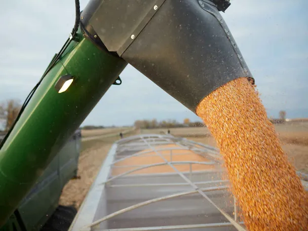 Körnermais wird verladen auf einen LKW Körnermais wird verladen auf einen LKW
