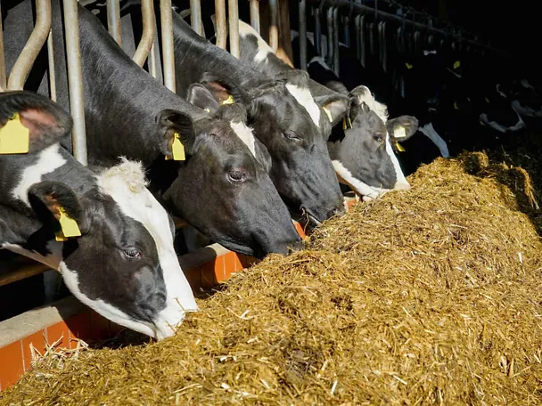 Holstein-Kühe am Trog