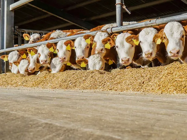 Bullen am Futtertisch Bullen am Futtertisch