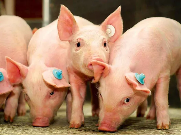 Ferkel in einem Ferkelstall