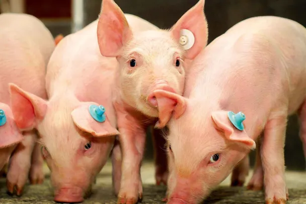 Gruppe Ferkel im Stall