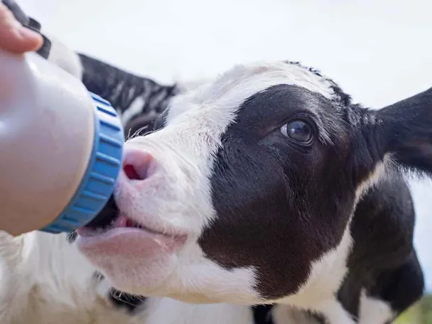 Kalb mit Flasche Milch