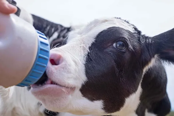Kalb erhält Kolostrum mit einer Flasche Kalb erhält Kolostrum mit einer Flasche