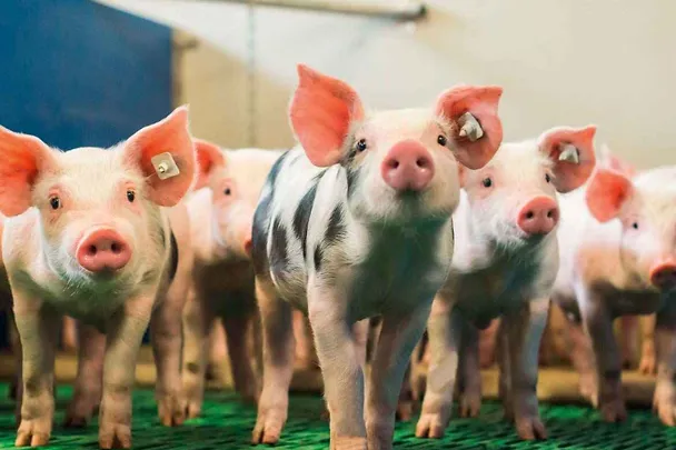 SCHAUMA PRO TAB sorgt für Fitness bei Absatzferkeln SCHAUMA PRO TAB sorgt für Fitness bei Absatzferkeln