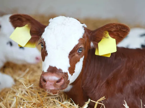 Kalb guckt frontal in die Kamera