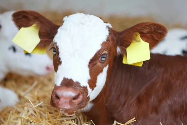 Ein braun-weißes Kalb liegt im Stroh