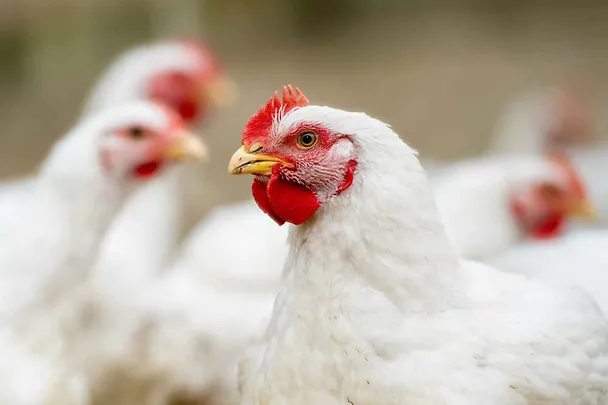 4 Broiler im Stall 4 Broiler im Stall