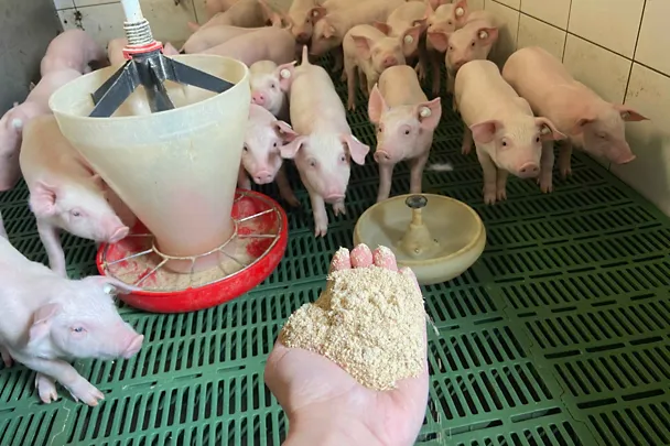 Hand reicht Ferkeln Futter